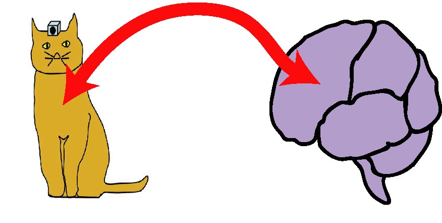 can what a cat sees help us understand its brain?