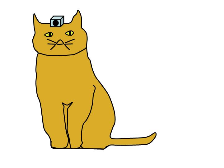 A cat is carrying a camera